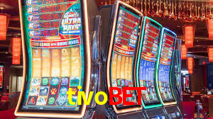 tivobet,tivo.bet